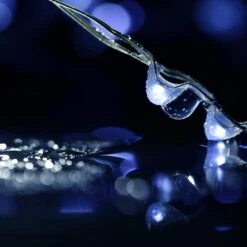 0 Pack Fées Lumières Batterie Opéré 6.6ft 20 Led Mini Chaîne Lumières Fil Argent Starry Lumières Pour DIY Fête De Mariage Festival Halloween Noël (10 Pack, Cool White) -Oui || N/A || pearhead 614aVoaMayL. AC SL1500