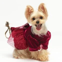 Fitwarm Fantaisie Chien Tenue De Noël, Chien Tulle Robe, Chien Vêtements D'hiver Pour Petits Chiens Fille, Vêtements Chat, Velours Léger, Bourgogne Rouge, XXS -Oui || N/A || pearhead 61JD0MAv6wL. AC SL1000
