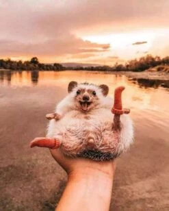 3 Paires Chaussettes Hautes Faites à La Main Pour Jambon De Hérisson Petites Chaussettes Extensibles Pour Animaux Soins Des Ongles Accessoires De Vêtements Pour Vêtements Pour Vêtements De Vêtements Pour Vêtements De Noël Pour La Photo Prop Anniversaire Pour Animaux De Compagnie Cosplay (3 Paires) 13 3 Paires Chaussettes Hautes Faites à La Main Pour Jambon De Hérisson Petites Chaussettes Extensibles Pour Animaux Soins Des Ongles Accessoires De Vêtements Pour Vêtements Pour Vêtements De Vêtements Pour Vêtements De Noël Pour La Photo Prop Anniversaire Pour Animaux De Compagnie Cosplay (3 Paires) -Oui || N/A || pearhead 61SGkbYMX4L. AC SL1001