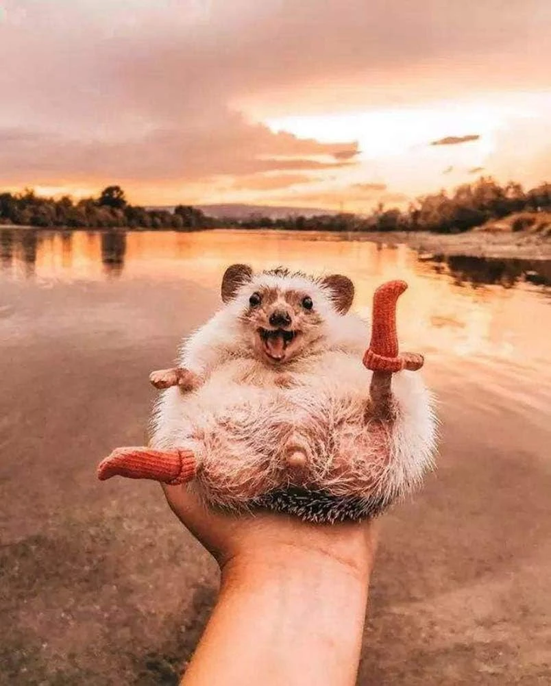 3 Paires Chaussettes Hautes Faites à La Main Pour Jambon De Hérisson Petites Chaussettes Extensibles Pour Animaux Soins Des Ongles Accessoires De Vêtements Pour Vêtements Pour Vêtements De Vêtements Pour Vêtements De Noël Pour La Photo Prop Anniversaire Pour Animaux De Compagnie Cosplay (3 Paires) 7 3 Paires Chaussettes Hautes Faites à La Main Pour Jambon De Hérisson Petites Chaussettes Extensibles Pour Animaux Soins Des Ongles Accessoires De Vêtements Pour Vêtements Pour Vêtements De Vêtements Pour Vêtements De Noël Pour La Photo Prop Anniversaire Pour Animaux De Compagnie Cosplay (3 Paires) - Image 5