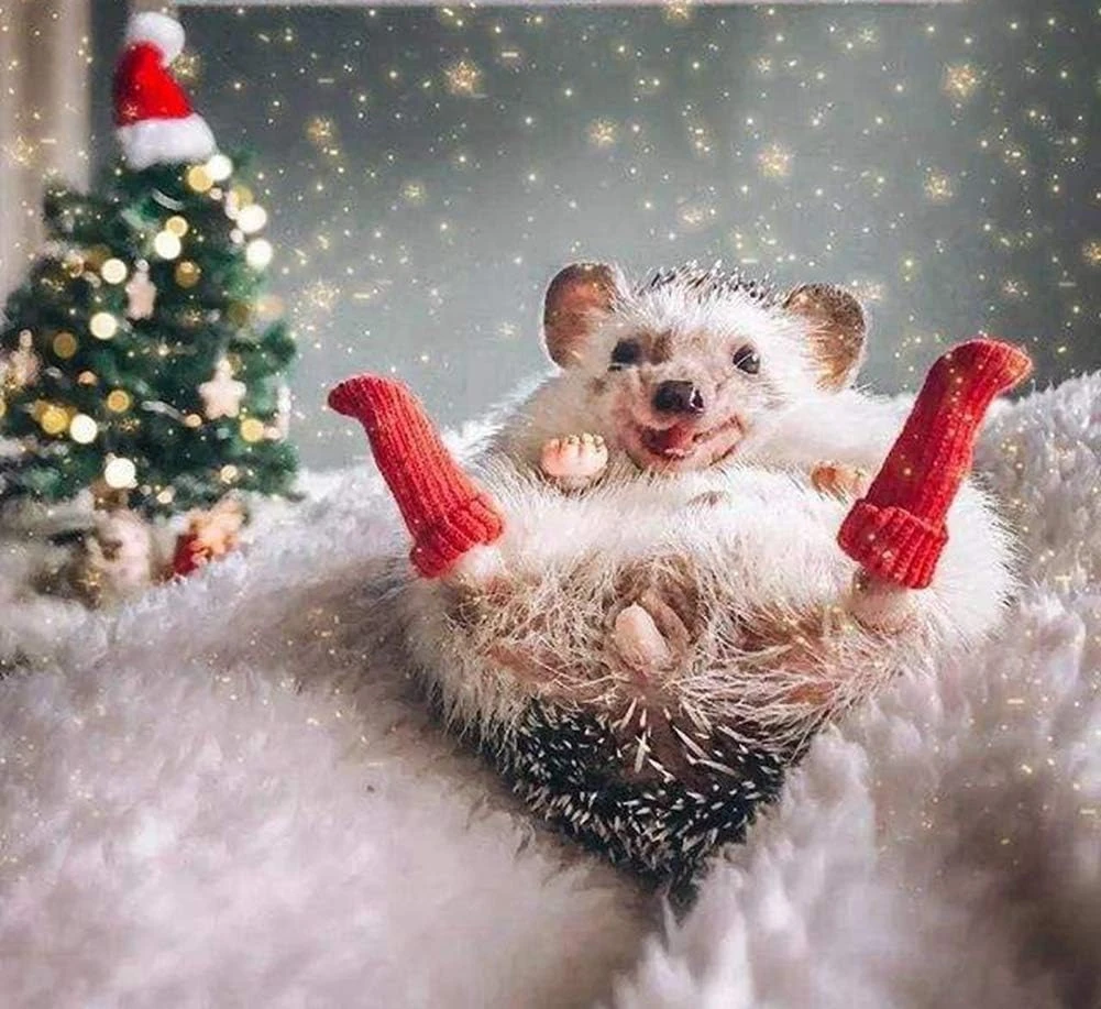 3 Paires Chaussettes Hautes Faites à La Main Pour Jambon De Hérisson Petites Chaussettes Extensibles Pour Animaux Soins Des Ongles Accessoires De Vêtements Pour Vêtements Pour Vêtements De Vêtements Pour Vêtements De Noël Pour La Photo Prop Anniversaire Pour Animaux De Compagnie Cosplay (3 Paires) 8 3 Paires Chaussettes Hautes Faites à La Main Pour Jambon De Hérisson Petites Chaussettes Extensibles Pour Animaux Soins Des Ongles Accessoires De Vêtements Pour Vêtements Pour Vêtements De Vêtements Pour Vêtements De Noël Pour La Photo Prop Anniversaire Pour Animaux De Compagnie Cosplay (3 Paires) - Image 6