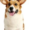 Impoosy Pet Deer Costume Chapeau Joyeux Noël Chien Antlers Bandeaux Élastique Bande Réglable Renne Cap Cheveux Chapeaux Accessoires (Medium) -Oui || N/A || pearhead 61Zni86hLBL. AC SL1500
