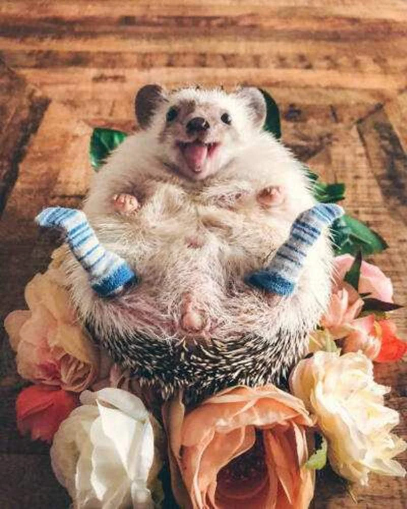 3 Paires Chaussettes Hautes Faites à La Main Pour Jambon De Hérisson Petites Chaussettes Extensibles Pour Animaux Soins Des Ongles Accessoires De Vêtements Pour Vêtements Pour Vêtements De Vêtements Pour Vêtements De Noël Pour La Photo Prop Anniversaire Pour Animaux De Compagnie Cosplay (3 Paires) 9 3 Paires Chaussettes Hautes Faites à La Main Pour Jambon De Hérisson Petites Chaussettes Extensibles Pour Animaux Soins Des Ongles Accessoires De Vêtements Pour Vêtements Pour Vêtements De Vêtements Pour Vêtements De Noël Pour La Photo Prop Anniversaire Pour Animaux De Compagnie Cosplay (3 Paires) - Image 7