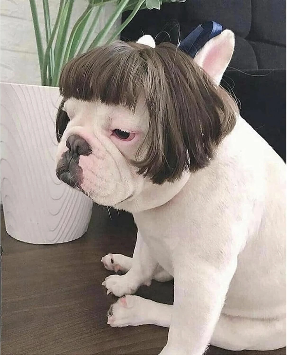 Funny Dog Cat Cosplay Perruque, Perruques Pour Animaux De Compagnie, Pour Halloween, Noël, Fêtes, Festivals, Perruques Pour Chiens Small Medium And Large Dogs 10 Funny Dog Cat Cosplay Perruque, Perruques Pour Animaux De Compagnie, Pour Halloween, Noël, Fêtes, Festivals, Perruques Pour Chiens Small Medium And Large Dogs - Image 8