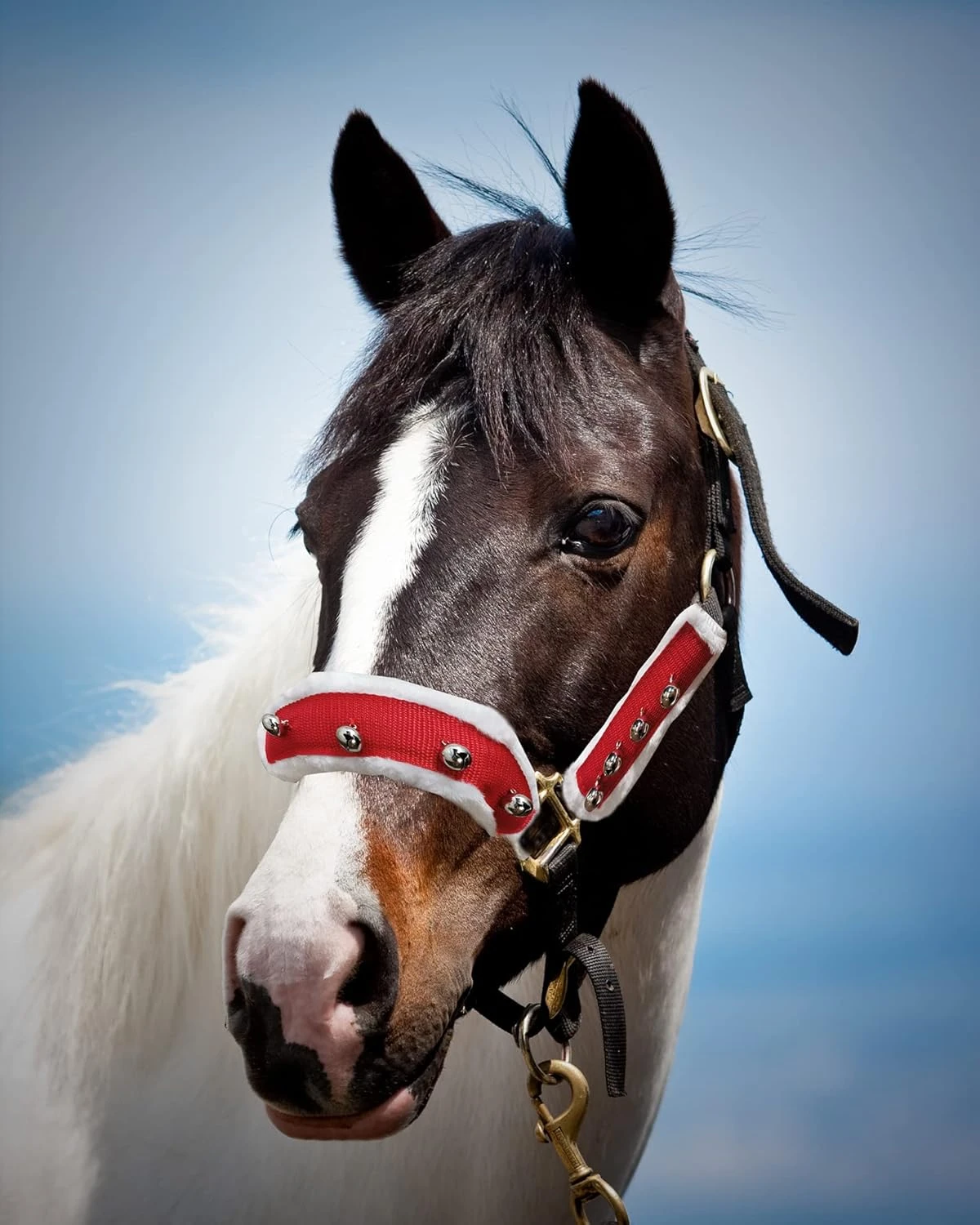 NRTFE Toison Cheval Halter Bridle Cover Avec Cloches Pour Parade De Noël Rouge Santa Equestrian Decoration Holiday 3pack 3 NRTFE Toison Cheval Halter Bridle Cover Avec Cloches Pour Parade De Noël Rouge Santa Equestrian Decoration Holiday 3pack