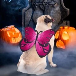 Oeuvres Papillon Pour Chiens Costumes D'Halloween Pour Chiens, Chien Chat Butterfly Wings Costume De Chien Papillon Pour Halloween Noël, Ailes Papillon Pour Chiens De Chat Pour Petits Grands Chiens Moyens -Oui || N/A || pearhead 71CdzVJ7AoL. AC SL1500