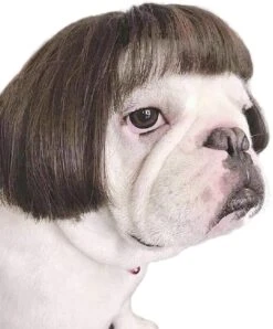 Costume De Perruque Pour Chien Pour Petits Chiens De Taille Moyenne Avec Fleur De Tête, Décoration De Chat De Cosplay Pour Animaux De Compagnie Trimmable Pour Halloween, Noël, Fêtes