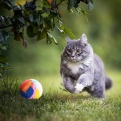 20 Pcs Noël Chat Balle Jouet Kitty Fils Puffs Assortiment Couleur Petit Chat Jouet Peluche Kitty Boules Douces Chat Pom Pom Boules Fuzzy Kitty Boules Pour Pet Chat Chaton Kitty 1.6 Pouce En Diamètre -Oui || N/A || pearhead 71j9XziHBCL. AC SL1500