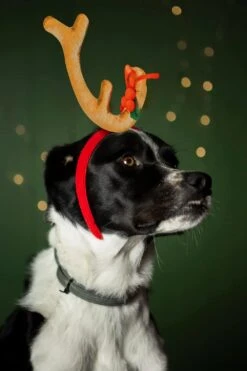 SWEET MAX Antler Bandeau Avec Mistletoe Chien Costume Vert Monstre De Noël Costume Animaux Chiens Grand -Oui || N/A || pearhead 71kO2y pauL. AC SL1500