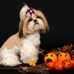 Yerliker 60 Pcs Halloween Thanksgiving Chien Cheveux Arcs Avec Solides Bandes En Caoutchouc, De Noël Chien Arcs Avec Strass Perles, PET Main Cheveux Bowknot Chien Soins Accessoires Pour Chiens Chats, 30 Paires 13 Yerliker 60 Pcs Halloween Thanksgiving Chien Cheveux Arcs Avec Solides Bandes En Caoutchouc, De Noël Chien Arcs Avec Strass Perles, PET Main Cheveux Bowknot Chien Soins Accessoires Pour Chiens Chats, 30 Paires -Oui || N/A || pearhead 71xhPQPFNL. AC SL1500