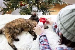 Pearhead Holiday Hot Cocoa Cat Toy Set, Cadeau Propriétaire D'animal De Compagnie De Noël, Accessoires Holiday Must Have, Jouet De Chat En Peluche, Set De 2 -Oui || N/A || pearhead 8127dRtzndL. AC SL1500