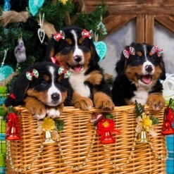 Yerliker 60 Pcs Halloween Thanksgiving Chien Cheveux Arcs Avec Solides Bandes En Caoutchouc, De Noël Chien Arcs Avec Strass Perles, PET Main Cheveux Bowknot Chien Soins Accessoires Pour Chiens Chats, 30 Paires 14 Yerliker 60 Pcs Halloween Thanksgiving Chien Cheveux Arcs Avec Solides Bandes En Caoutchouc, De Noël Chien Arcs Avec Strass Perles, PET Main Cheveux Bowknot Chien Soins Accessoires Pour Chiens Chats, 30 Paires -Oui || N/A || pearhead 81DGH5DmMPL. AC SL1500