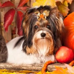 Weewooday 70 Pièces Chiens Cheveux Chien Arcs Avec Bande En Caoutchouc Chien Bowtie Pet Accessoires De Cheveux Chiot Bowknot Topknot Pet Toilettage Arcs Pour Jour De L'Indépendance Noël Petit Chiot Decor(Elegant Style) -Oui || N/A || pearhead 81EWJ3Lbd0L. AC SL1500