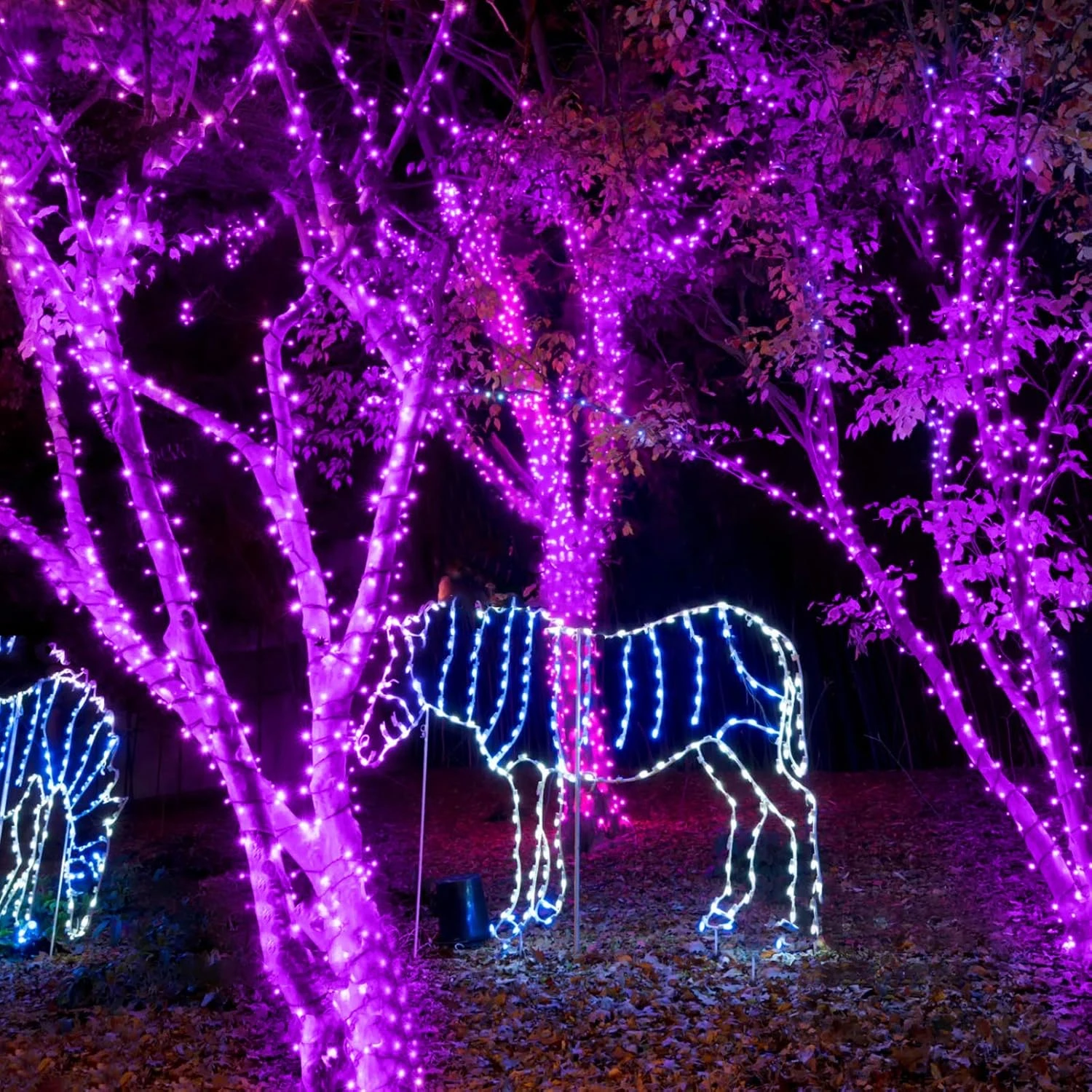Lumières De Cordes De Noël Solaires Violettes - 400 LED 2 Pack 72ft Mini Lumières Violettes à énergie Solaire Extérieur à Des Lumières étanches Chaîne Extérieure Avec 8 Modes D'éclairage Pour Garden Party Patio Tree Décoration De Noël 8 Lumières De Cordes De Noël Solaires Violettes - 400 LED 2 Pack 72ft Mini Lumières Violettes à énergie Solaire Extérieur à Des Lumières étanches Chaîne Extérieure Avec 8 Modes D'éclairage Pour Garden Party Patio Tree Décoration De Noël - Image 6