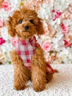 Fitwarm Chien Tenue De Noël, Hiver Chien Robe, Chien Vêtements Pour Petits Chiens Fille, Col Roulé Plaid Animal Costume, Chat Vêtements, Rouge, Grand -Oui || N/A || pearhead 91zccRMW8cL. AC SL1500